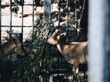 Goats eat branches