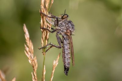 Close-up of butterfly on plant
