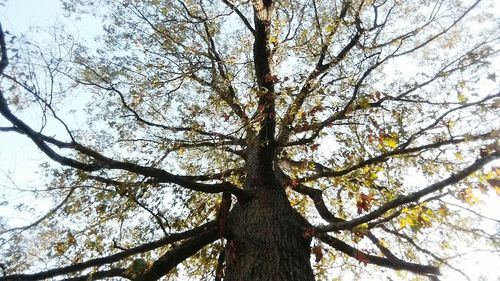 Low angle view of tree against sky