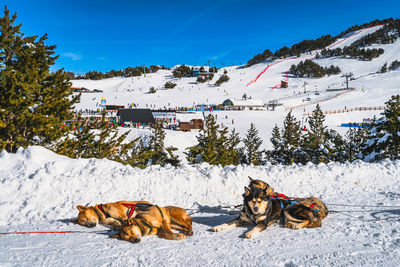 Huskey in a dog sled with ski resort, mountains and forest in background, andorra