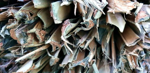 Full frame shot of dry plants