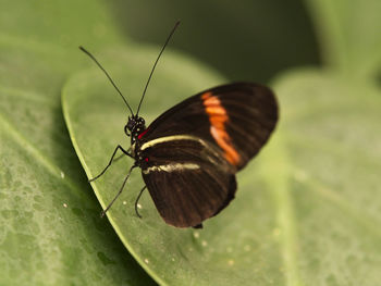 Close-up of butterfly on leaf