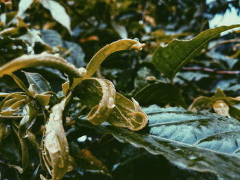Close-up of fresh green plant
