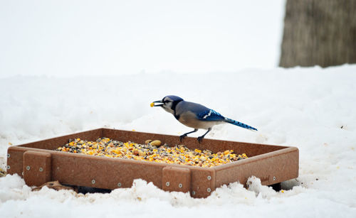 Bird perching on retaining wall