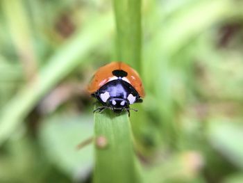 Close-up of ladybug on leaf