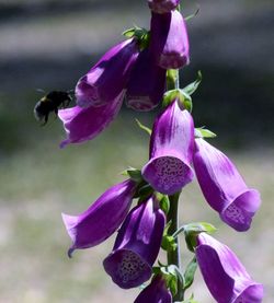 Close-up of purple flowers blooming outdoors