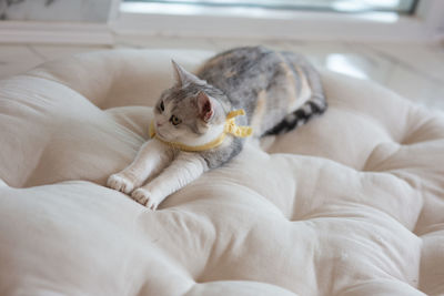 Cat lying on bed at home