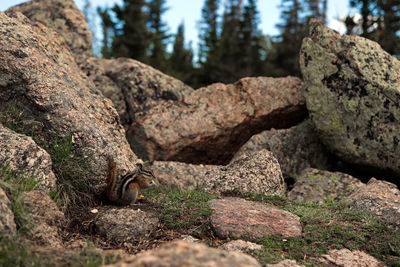 Close-up of a chipmunk on rock
