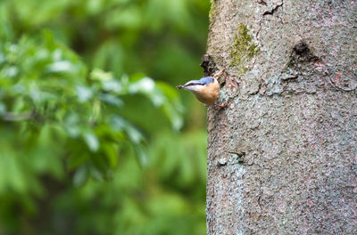 Close-up of bird perching on tree