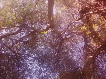 Low angle view of trees during autumn