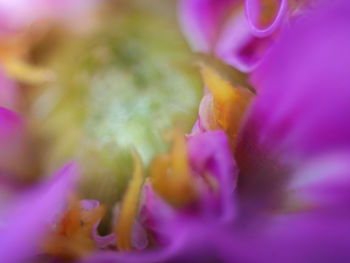 Macro shot of purple flowering plant