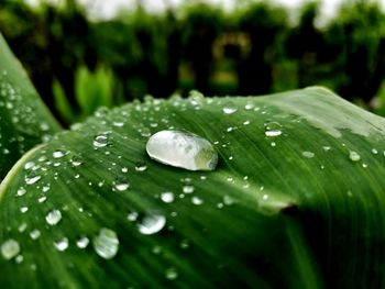 Close-up of raindrops on leaves