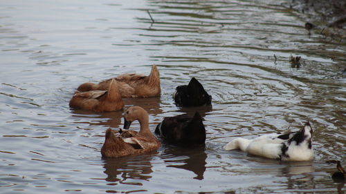 Ducks in lake