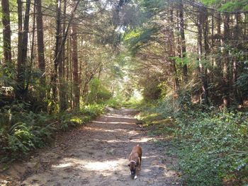 Narrow pathway along trees in forest