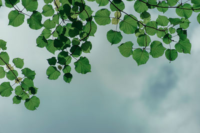 Low angle view of leaves against sky