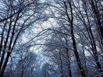 Low angle view of bare trees against sky