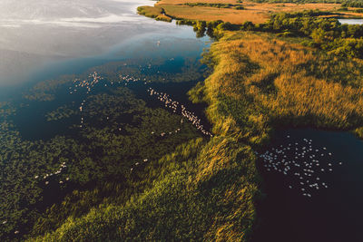 High angle view of trees by lake