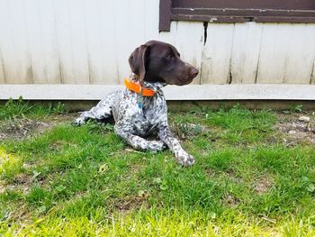 Dog looking away on field