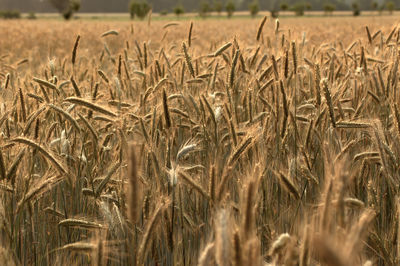 Wheat crop in field