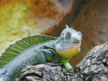 Close-up of lizard on rock