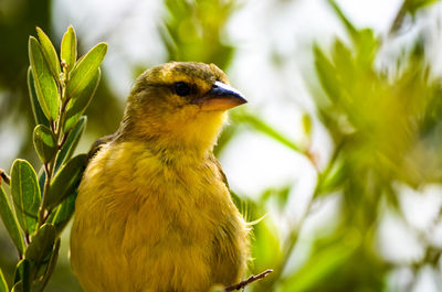 Close-up of bird perching on plant