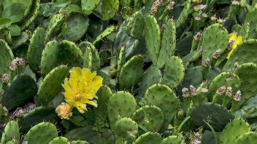 Beautiful yellow cactus flower