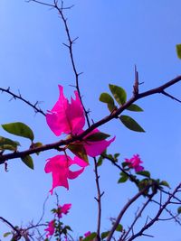 Low angle view of pink cherry blossoms in spring