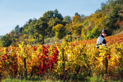 Scenic view of a man harvesting vines in autumn