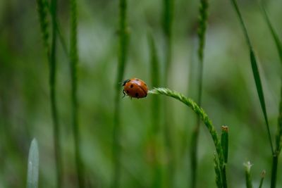 Close-up of ladybug on plant