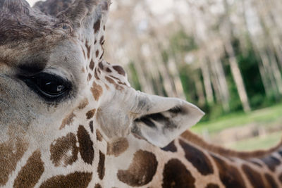 Close-up of a giraffe 