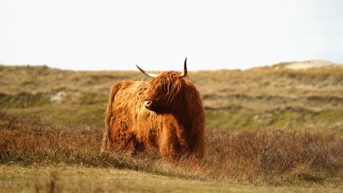 View of a horse on field