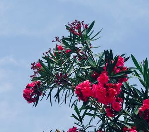 Low angle view of flowering plant against sky