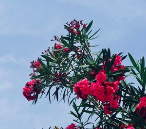 Low angle view of flowering plant against sky