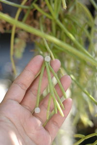Close-up of hand holding plant
