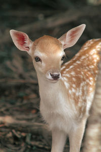 Cute baby fawn