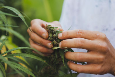 Hands of a farmer taking care of a cbd plant