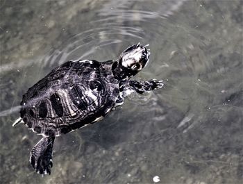 High angle view of crocodile in lake