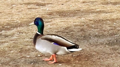 Close-up of bird