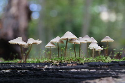 Close-up of mushrooms growing on field