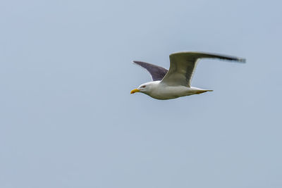 Low angle view of bird flying against clear sky