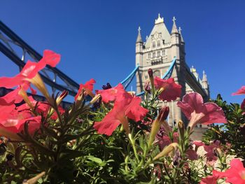 Low angle view of flowering plant against building