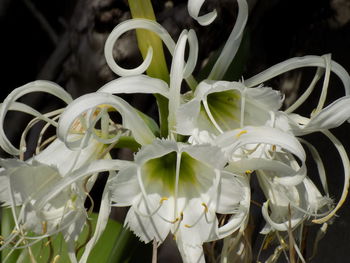 Close-up of white flowers