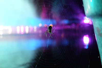 Close-up of spider on web