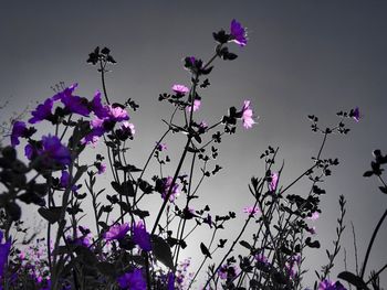 Low angle view of pink flowers against sky