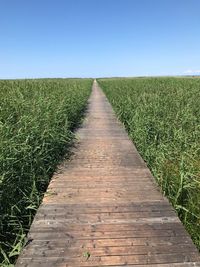 Scenic view of agricultural field against clear blue sky