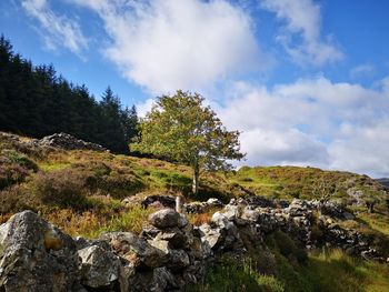 Single tree and stone wall in a meadow in wicklow mountains national park in ireland