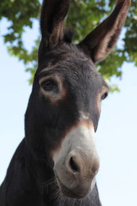 Close-up portrait of a horse