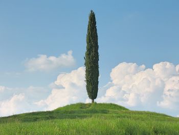 Tree on grassy field against sky