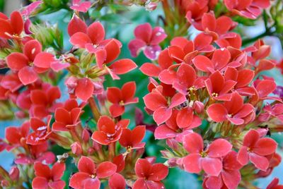 Close-up of pink flowering plants