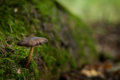 The mushroom on a mossy log